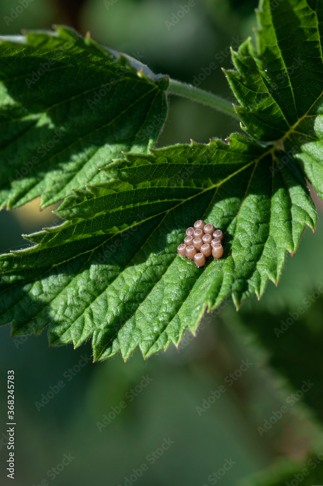 Many insect eggs are deposited on leaf of raspberries. Many insect eggs are deposited on leaf of raspberries.