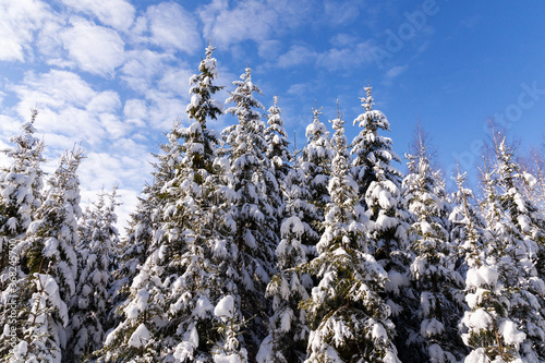 Snow covered spruce trees in a winter wonderland during a beautiful morning in a coniferous boreal forest of Estonia, Northern Europe. 