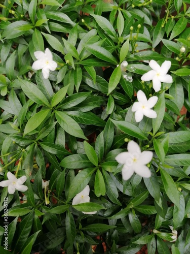 white flowers on a black background