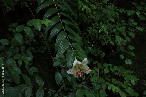 nature in Hinohara village  ,japan,tokyo photo