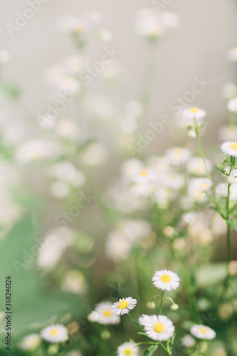 Bright composition of daises in the countryside with selective focus. Beautiful, vivid and fresh background image of delicate white daisy flowers with culinary and herbal medicine use.