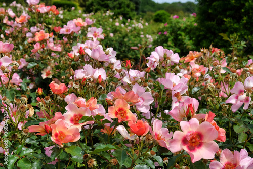 The delicate apricot and salmon pin roses of rosa for your eyes only 'cheweyesup' in flower