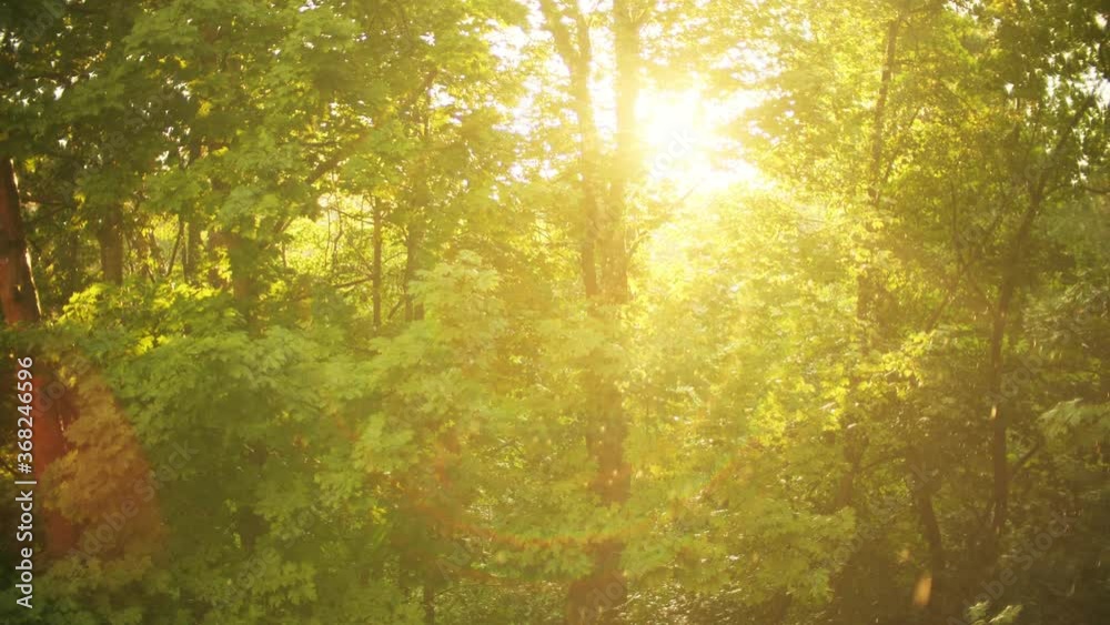 Rain in a beautiful sunny summer forest in the evening Rain in a beautiful sunny summer forest in the evening