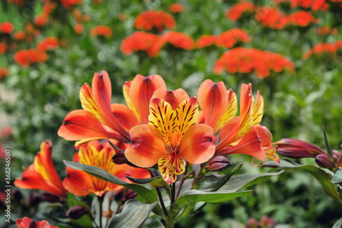 Exotic looking Alstroemeria  Indian Summer   Peruvian Lily  in flower