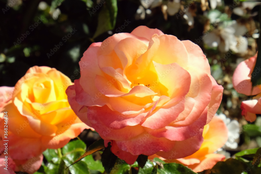 The peach and pink rose of rosa 'jam and jerusalem' frymojo in bloom The peach and pink rose of rosa 'jam and jerusalem' frymojo in bloom