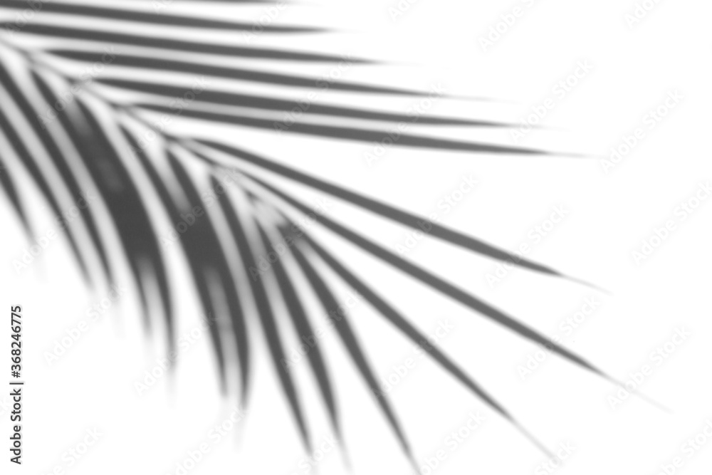 Obraz premium Shadow overlay effect for photo. Shadows from palm leaves and tropical branches on a white wall in sunlight.