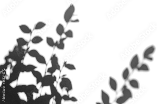 Shadow overlay effect for photo. Shadows from tree leaves and tropical branches on a white wall in sunlight.