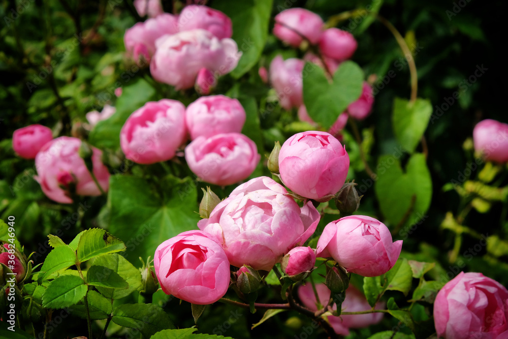 Pretty pink cupped bourbon rose, rosa raubritter macrantha in flower Pretty pink cupped bourbon rose, rosa raubritter macrantha in flower