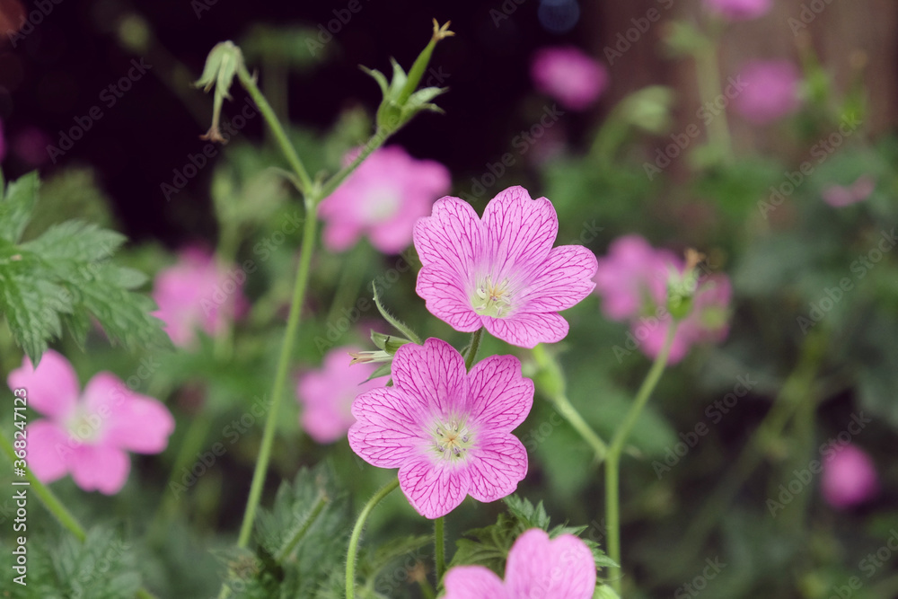Pink hardy geranium oxonianum 'Wargrave Pink'  in flower