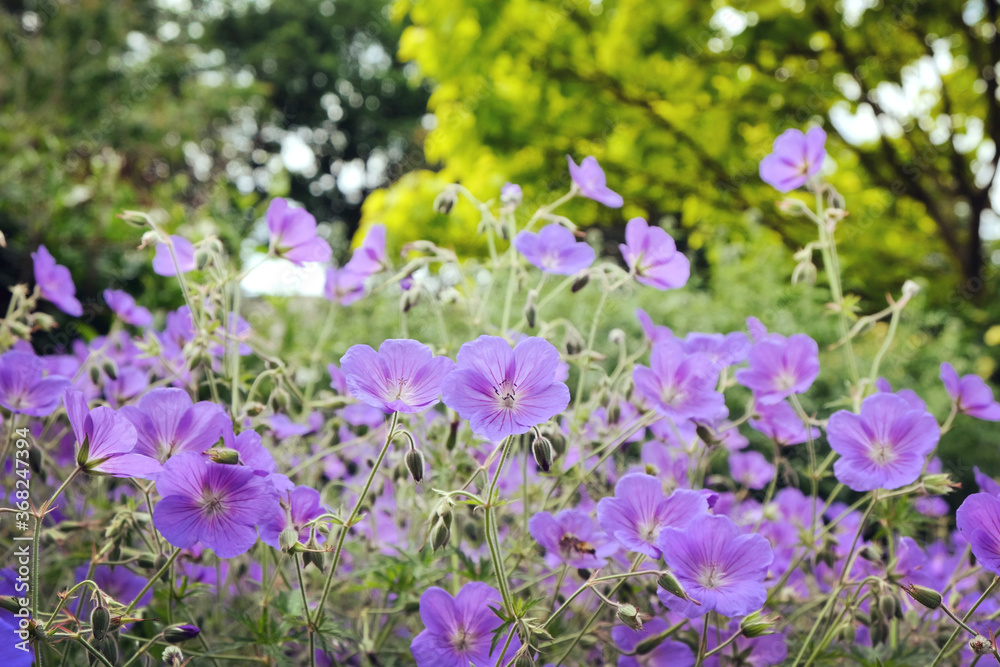 Fototapeta premium Purple hardy geranium 'Orion' in flower