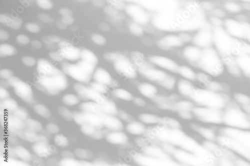 Shadow overlay effect for photo. Shadows from tree leaves and tropical branches on a white wall in sunlight.