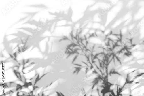 Shadow overlay effect for photo. Shadows from tree leaves and tropical branches on a white wall in sunlight.
