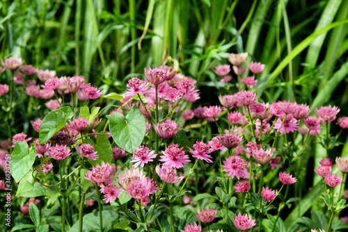 The delicate pink flowers of Astrantia 'Roma' in bloom