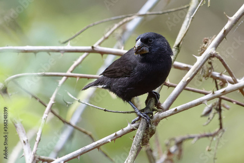 Male Large Ground Finch (Geospiza magnirostris) - Galapagos Islands, Ecuador