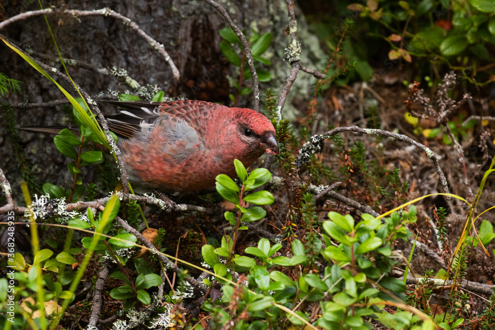 Northern songbird Pine grosbeak, Pinicola enucleator, in a taiga forest near Kuusamo, Northern Finland Northern songbird Pine grosbeak, Pinicola enucleator, in a taiga forest near Kuusamo, Northern Finland