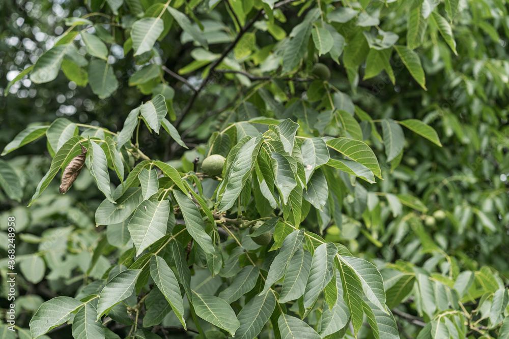 Obraz premium Walnut tree with growing nuts