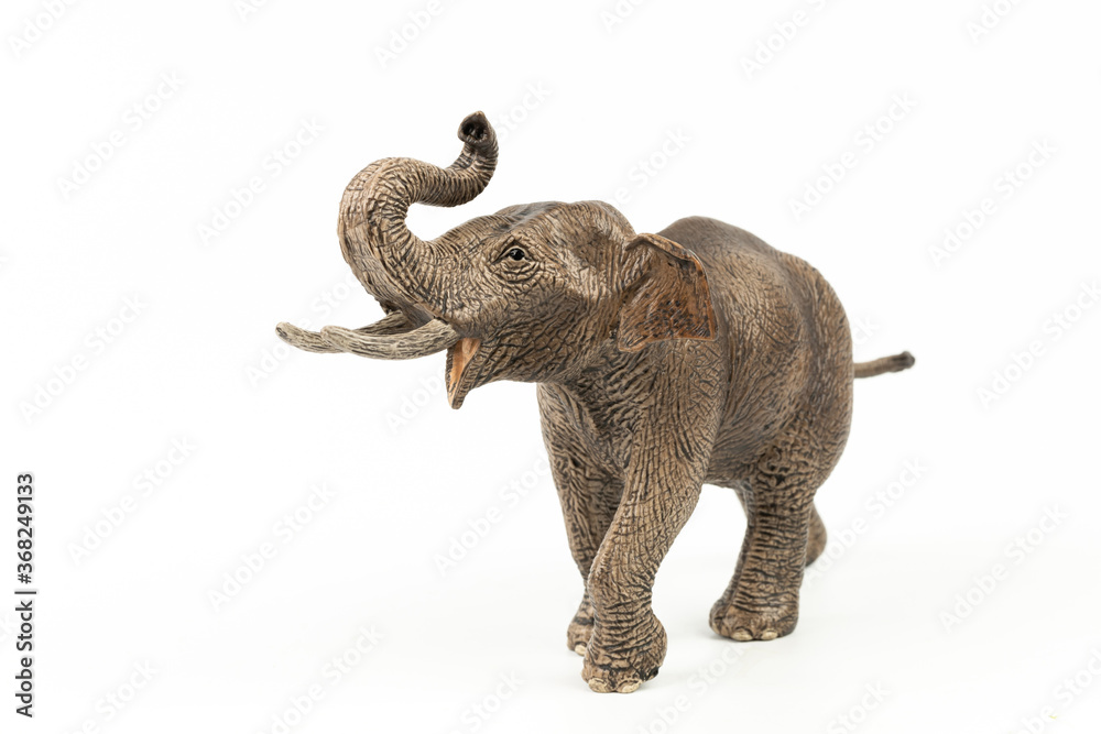 Male Asian Elephant Isolated on White Background