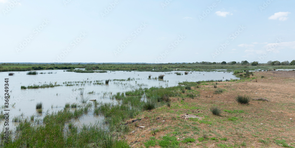 Fototapeta premium Mokradła w S'albufera, w tym rejonie, z różnych platform widokowych, masz niesamowite widoki na park, Sierra de Tramuntana i możesz obserwować ptaki wśród roślinności.