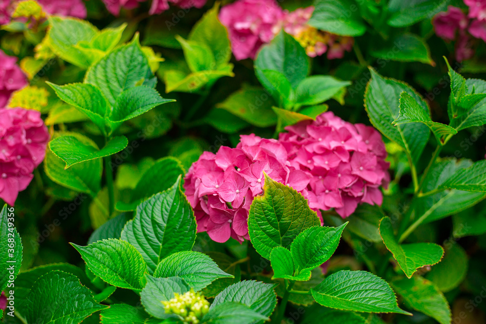 Flowers blossom on sunny day. Flowering hortensia plant. Pink Hydrangea macrophylla blooming in spring and summer in a garden. Web banner, nature background Flowers blossom on sunny day. Flowering hortensia plant. Pink Hydrangea macrophylla blooming in spring and summer in a garden. Web banner, nature background