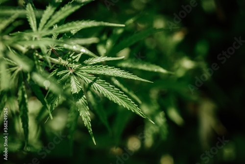 Growing organic cannabis background herb on the farm. Marijuana leaves cannabis plants a beautiful background Black background. Selective focus