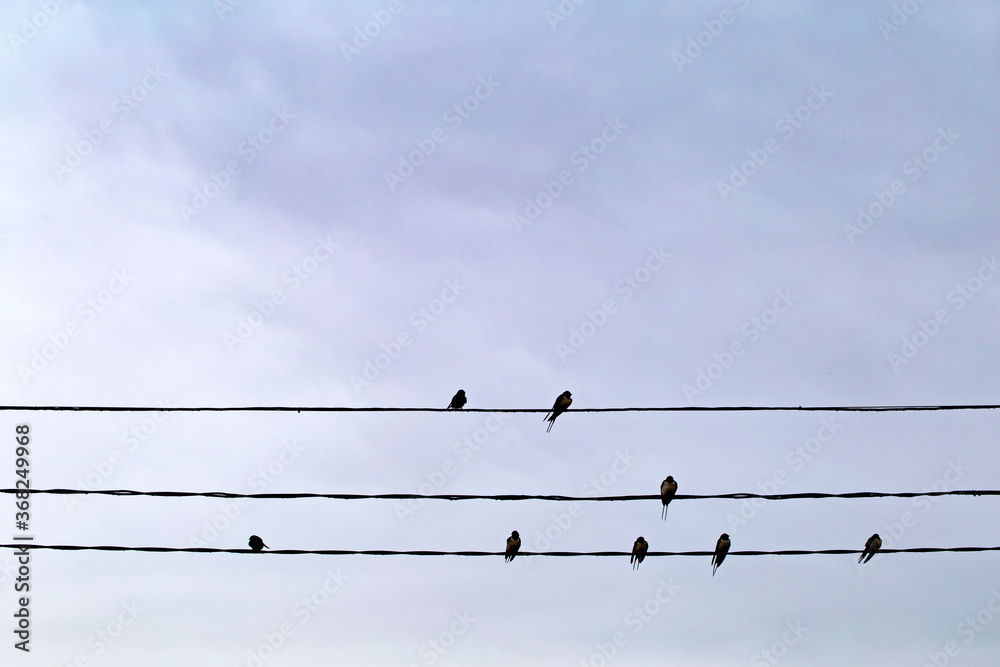 Swallows sit on wires against a gray sky Swallows sit on wires against a gray sky