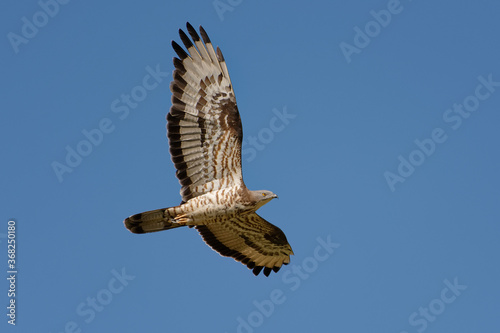 European Honey Buzzard (Pernis apivorus) - Pyrénées-Orientales, France