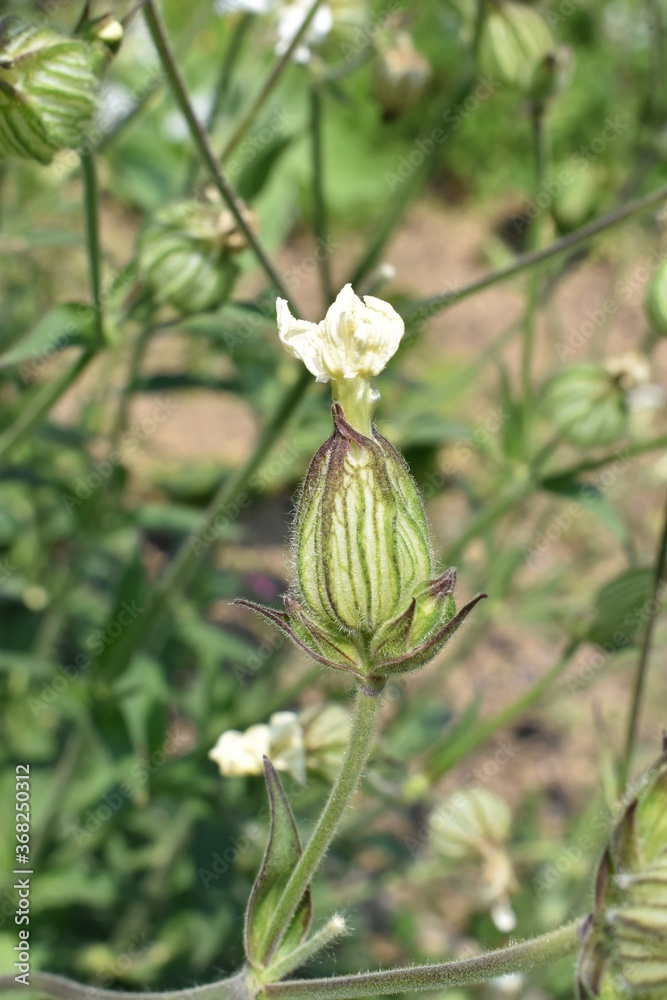 The white flower close to blossom in Sapporo Japan The white flower close to blossom in Sapporo Japan