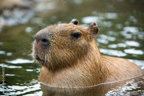 カピバラが水の中にいる