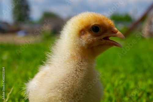 Yellow chick on green grass. Close up bird chick. Domestic chicken