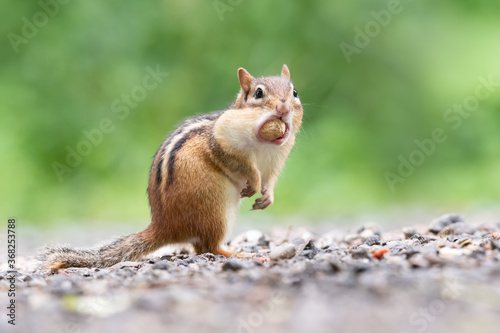 An Eastern Chipmunk pauses after stuffing an entire peanut in its cheek pouches at Lynde Shores Conservation Area in Whitby, Ontario. photo