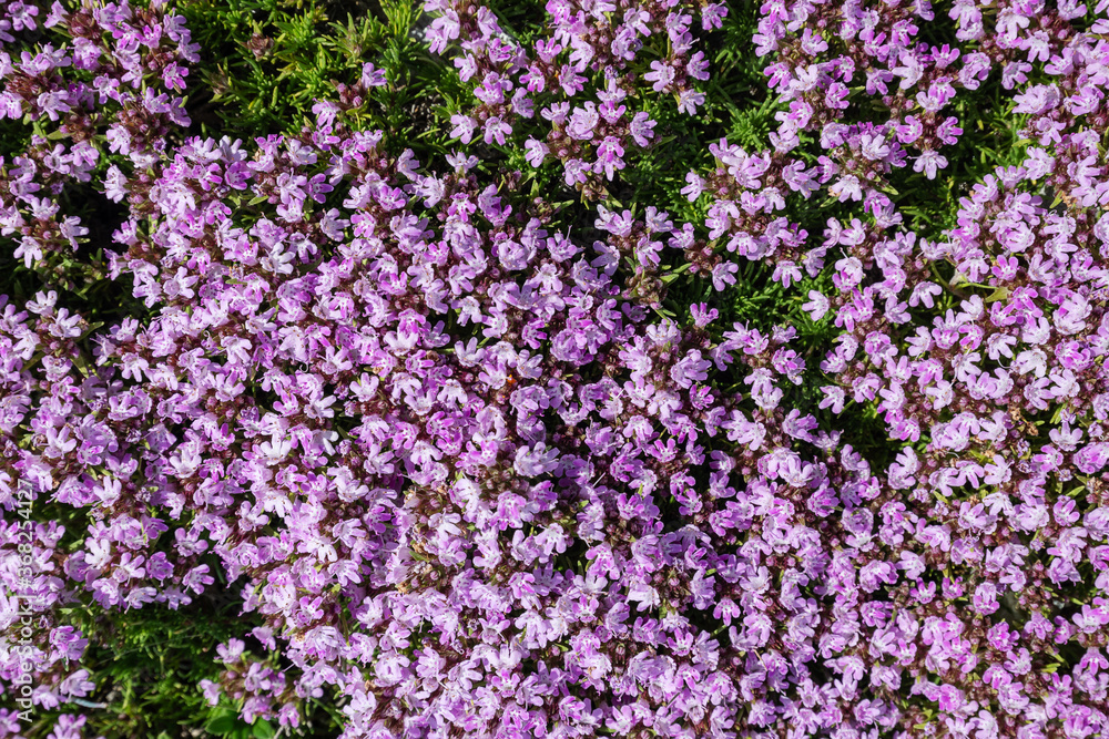 Full-screen texture of flowering thyme in the Crimean mountains
