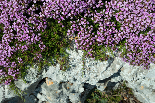 Blooming thyme on a grey stone in the summer Crimean mountains