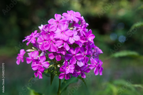 Purple flower in the sunshine