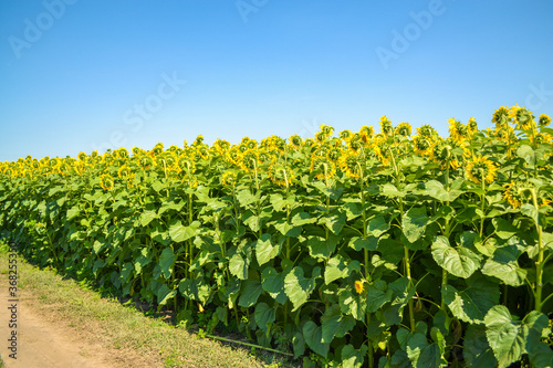 sunflowers