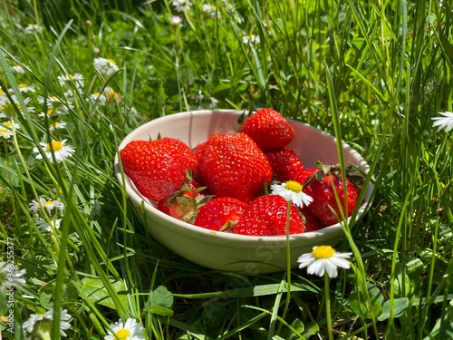 Fototapeta Naklejka Na Ścianę i Meble -  Reife frische Erdbeeren in Schüssel auf Wiese umringt von Gänzeblumen