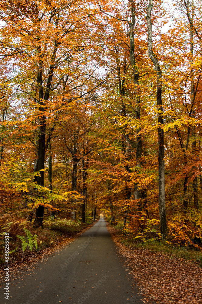 Obraz premium autumn in the forest