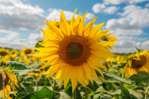 Fototapeta Naklejka Na Ścianę i Meble -  Sunflower in a field of sunflowers under blue sky and beautiful clouds in an agricultural field