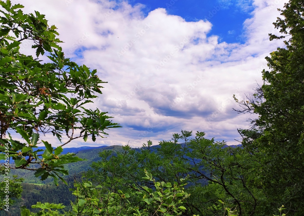 trees and sky view from mountain top