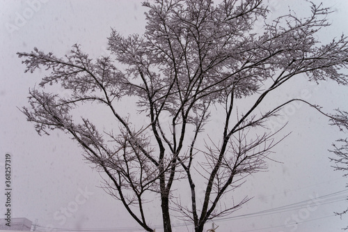 Snowy tall tree in winter.