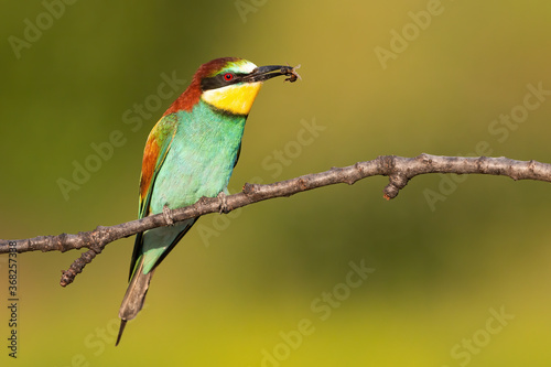 Multicoloured european bee-eater, merops apiaster, sitting on branch in summer. Small bird resting on twig with insect in beak. Colorful animal eating on bough.