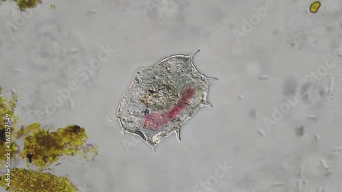 Microorganism Dying