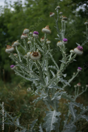 Purple flowering plant Cotton thistle, Scotch or Scottish thistle (Onopordum acanthium)