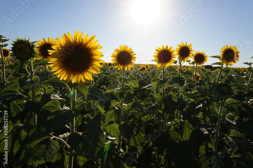Blooming sunflowers under the rays of the bright sun