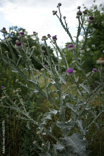 Purple flowering plant Cotton thistle, Scotch or Scottish thistle (Onopordum acanthium)