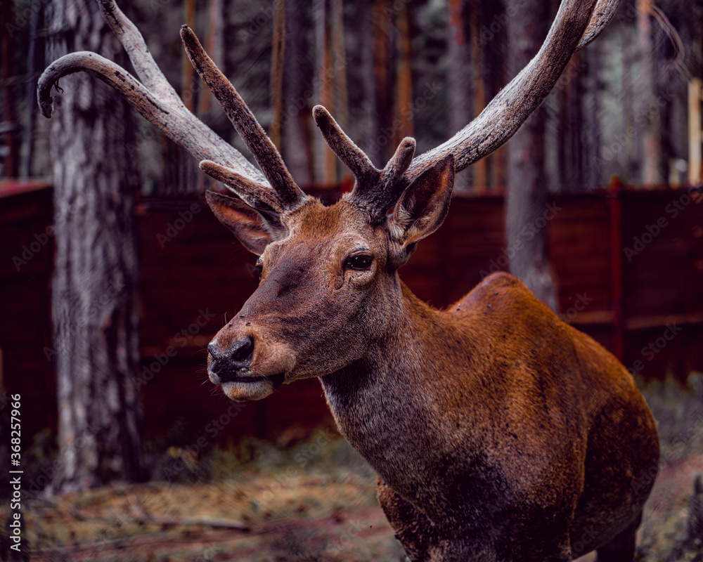 close-up of portrait a red deer in the forest