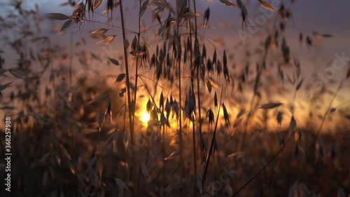 Dried wild weeds in sunset