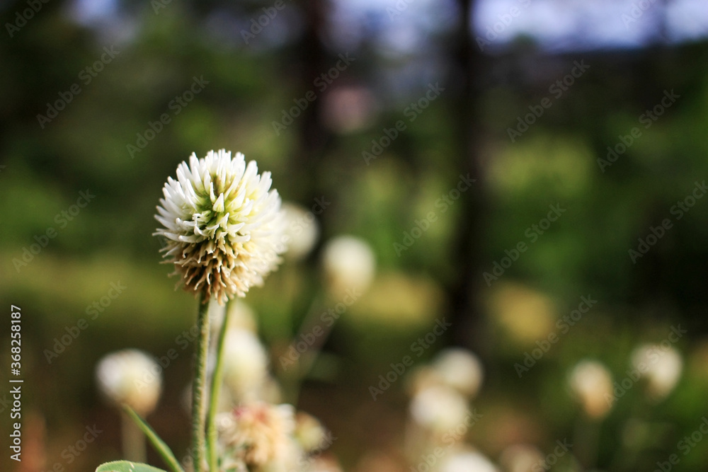 White flower growing in the field White flower growing in the field