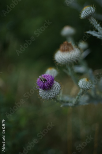 Purple flowering plant Cotton thistle  Scotch or Scottish thistle  Onopordum acanthium 