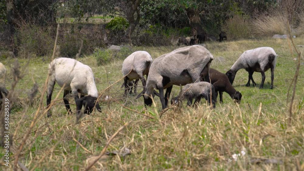 extra long shot. A flock of sheep in the meadow eating grass. dirty meadow with plastic . 4K extra long shot. A flock of sheep in the meadow eating grass. dirty meadow with plastic . 4K