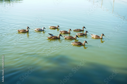 A flock of ducks swims in a pond on a farm